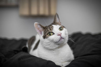 Close-up portrait of cat