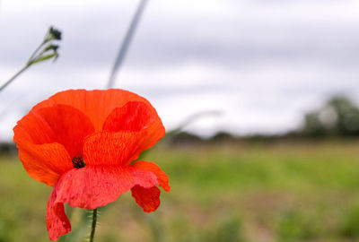 Close-up of red poppy flower on field