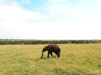 Elephant grazing in a field