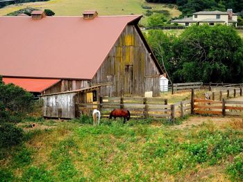 Cows in field by barn