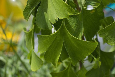 Ginko biloba tree leaves close-up, traditional medicine