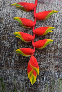 Close-up of red flowers