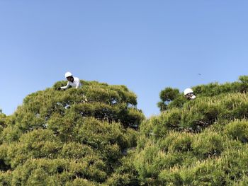 View of bird on grass against clear sky