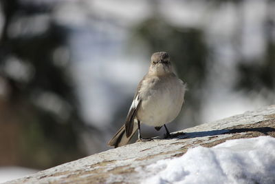 Close-up of bird perching on snow