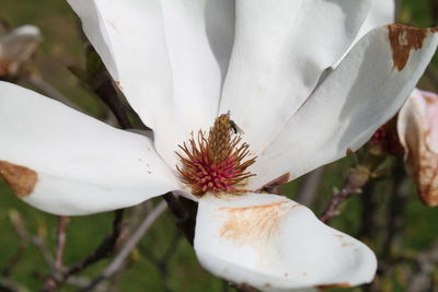 Close-up of white flowers