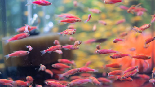 Close-up of fishes swimming in tank