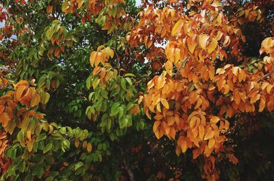 Close-up of orange fruits on tree