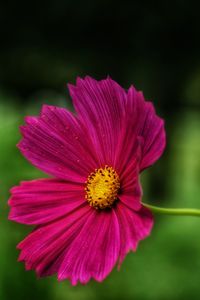 Close-up of pink cosmos flower