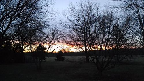 Silhouette of trees at sunset