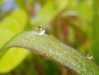 Close-up of wet plant leaves during rainy season