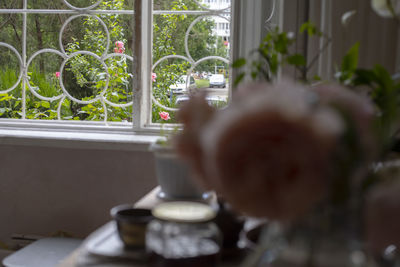 Close-up of potted plant at home