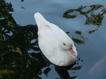 High angle view of swan swimming in lake