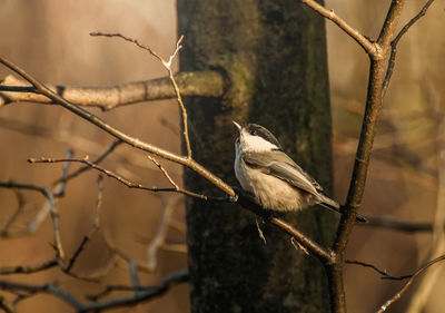 Close-up of bird perching on branch