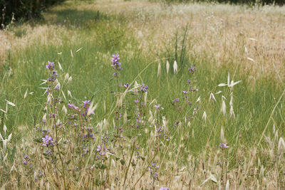 Purple flowering plants on field