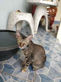 Portrait of a cat sitting on floor