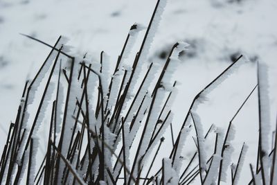 Close-up of frozen plants on field