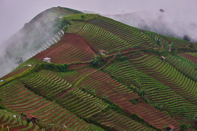 Aerial view of agricultural field