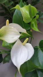 Close-up of white flowering plant