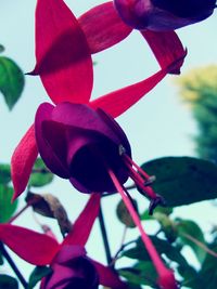 Close-up of red flower