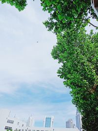 Low angle view of tree and buildings against sky