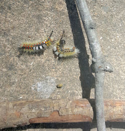 High angle view of lizard