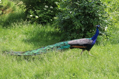 View of peacock on field