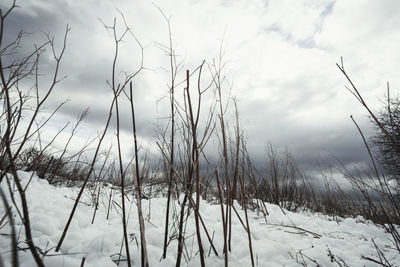 Plants on snow covered field against sky