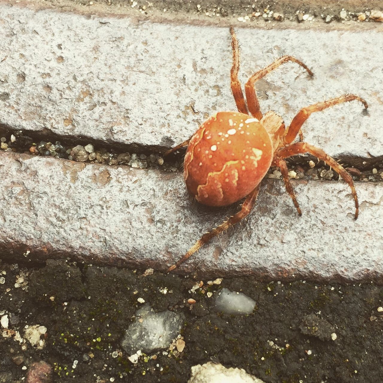 HIGH ANGLE VIEW OF RED CRAB