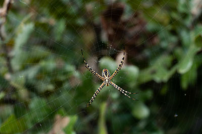 Close-up of spider on web