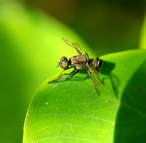 Close-up of insect on leaf