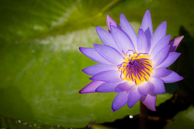 Close-up of purple flower