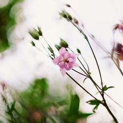 Close-up of pink flowering plant