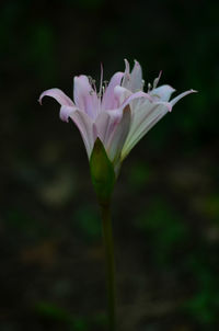 Close-up of purple flowering plant