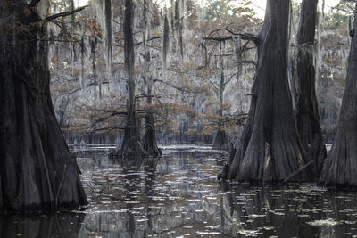 Scenic view of lake in forest