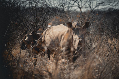 View of an animal on field