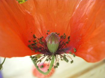 Close-up of flower