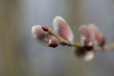 Close-up of pink flower