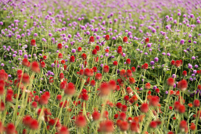 Close-up of poppy flowers blooming in field