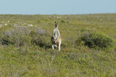 Red kangaroo, macropus rufus, photo was taken in the nambung national park, western australia