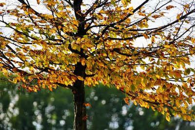 Low angle view of autumnal tree