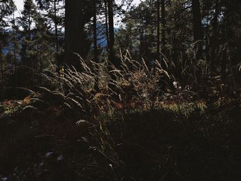 Firework display in forest