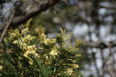 Close-up of pine tree branch