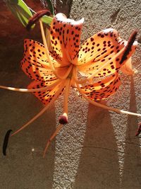 Close-up of flower against blurred background