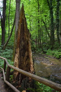 Trees in forest