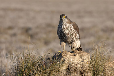 Bird perching on a field