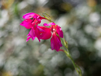 Close-up of pink flowering plant