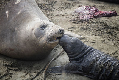 Close-up of an animal on beach