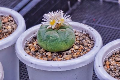 High angle view of succulent plant on table