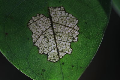 High angle view of plant leaves