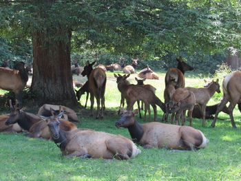 Sheep in a field